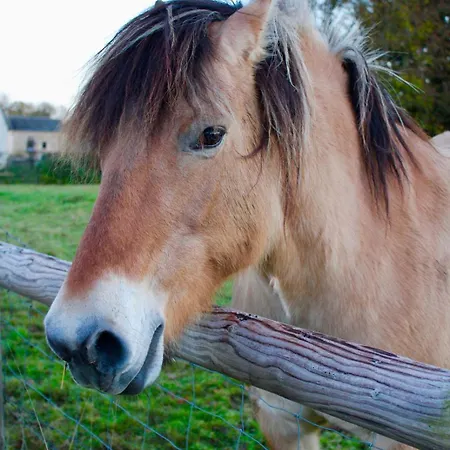 Maison Thalène - La Bulle Aurseulles