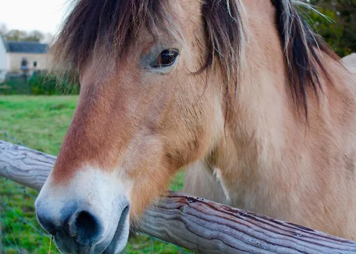 Maison Thalene - La Bulle Aurseulles